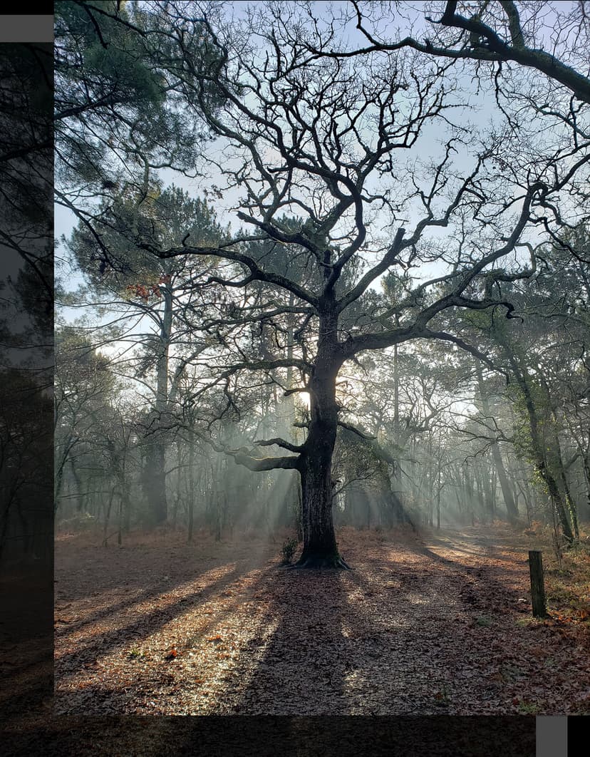 Arbre